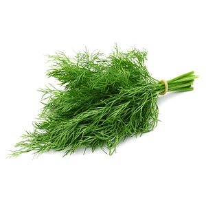 Dill on white background