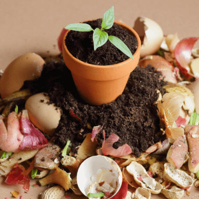Plant pot with small plant on top of a pile of soil, surrounded by produce waste to be composted.