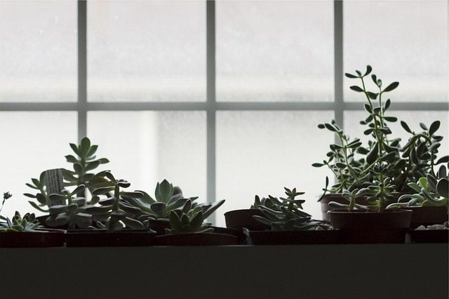 What Herbs Can You Grow Indoors from Appliance City