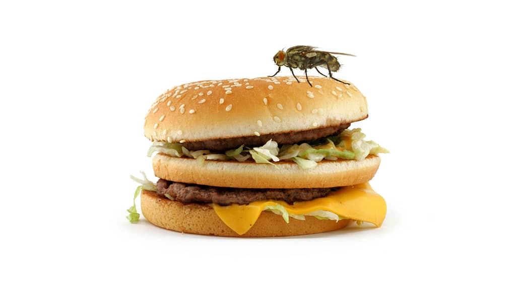 A dity burger with a fly on it