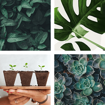 Four square images containing plants