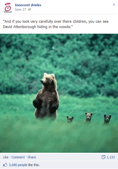 innocent bear