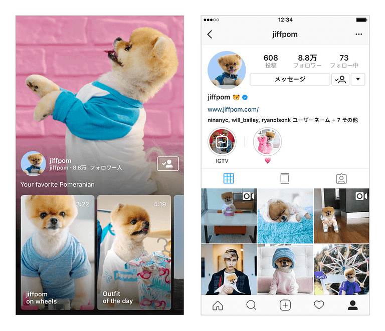 Pomeranian on instagram