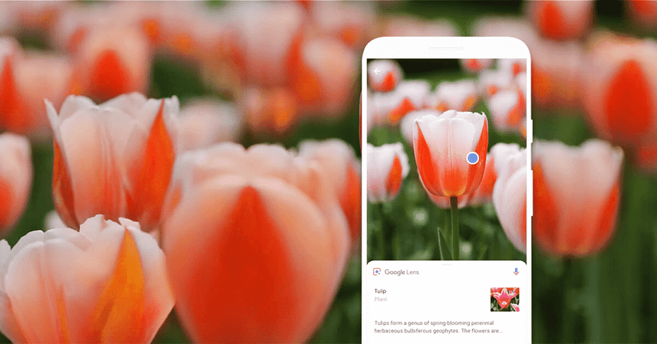 Tulips on a Google Lens